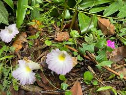 Image result for Aframomum spiroligulatum