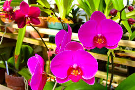 10 Orchids Masterfully Disguised as Animals