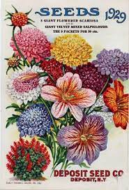 Free Vintage Flowers And Seed Packets Images Vintage Seed Packets Flower Seeds Packets Seeds