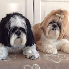 Puppies can sleep up to 18 hours a day as their growing body needs the rest. Southern Shih Tzu Rescue Rescuing And Rehoming Shih Tzu S