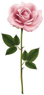 Pink Rose Png Clip Art Image Pink Rose Png Flower Clipart Rose Clipart