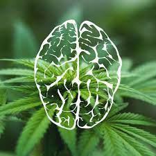 Concussion And Cannabis Could Cbd Be Used Following Brain Injury Neurology Centre Of Toronto Pediatric Neurology Adult Neurology