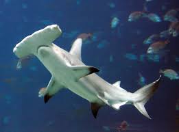 Hammerhead Shark Diet Size Facts Britannica