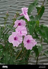 Image result for Argyreia