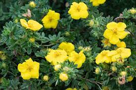 If you are planning a flowerbed in zone 6, you're in luck, as there are hundreds of hardy flowering plants for zone 6. 15 Bright Yellow Perennials To Brighten Up Your Garden Gardening