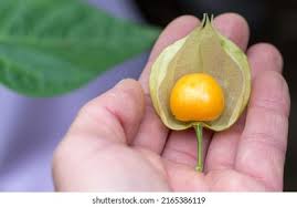 Image result for Physalis peruviana