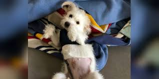 How long does it take for swelling after neutering? Dog Neutering Aftercare What To Expect When Neutering Your Dog The Dodo