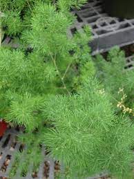 Direct sunlight should be avoided. Photo Of The Leaves Of Ming Fern Asparagus Retrofractus Posted By Paul2032 Garden Org