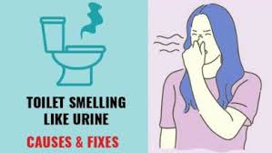 It's easier than you thought! Why Does My Toilet Smell Like Urine Toiletseek