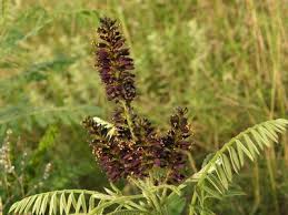 Image result for Anthephora pungens