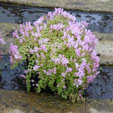 Image result for Anagallis pumila