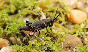 We did not find results for: Eastern Lubber Grasshopper Romalea Guttata Houttuyn
