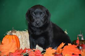 Searching for quality english labrador puppies in indiana? Clear Creek Kennels Clear Creak Kennels Breeding Exceptional Labs