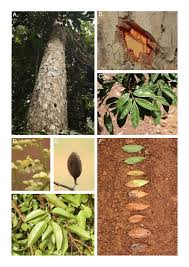 Image result for Dialium angolense