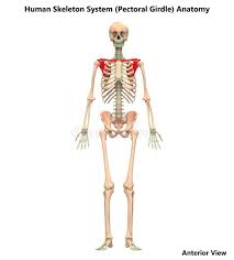 Diagram showing the difference in distance covered by the contracting bicep and the weight in the hand when moving the forearm from horizontal.image adapted from openstax university. Human Body Skeleton System Pectoral Girdle Bone Joints Anatomy Stock Illustration Illustration Of Blue Joints 132590450