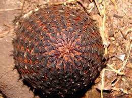 Image result for Balanophoraceae