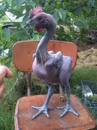 Bird With No Feathers Pin On Curiosities