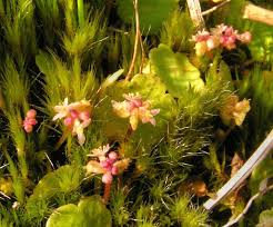 Image result for Hydrocotyle