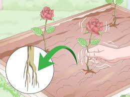 Banyak orang yang menyukai bunga ini karena cantik dan banyak juga yang dijadikan. Cara Menyetek Bunga Mawar 12 Langkah Dengan Gambar Wikihow