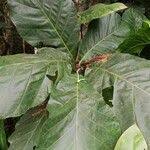 Image result for Mitragyna stipulosa