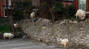 Woman cited after dogs escape and kill goat. Coronavirus Goats Take Over Empty Streets Of Seaside Town Bbc News