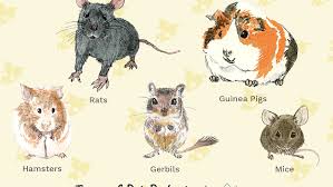 10 Best Small Rodents To Keep As Pets