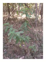 Image result for Fagaropsis