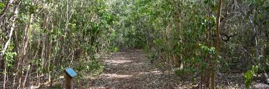 Sensitive species (date, location, and observer information is restricted) public information for sensitive species is restricted due to potential harmful impact to these birds. Key Largo Hammock Nature Trail Dagny Johnson Florida Hikes