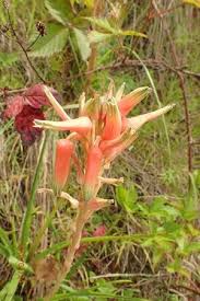 Image result for Aloe cooperi