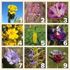 Maybe you would like to learn more about one of these? California Native Wildflower Seeds Uc Davis Arboretum And Public Garden