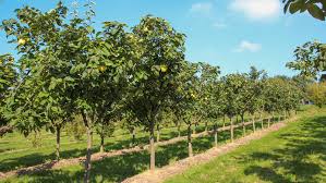 Image result for Cydonia