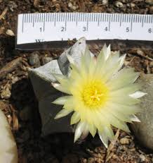 Water moderately in the summer but keep the cactus completely dry in the winter when temperatures are from 40 to 60 degrees fahrenheit (5 to 15 degrees celsius). Astrophytum Myriostigma Bishop S Hat My Cacti For Sale