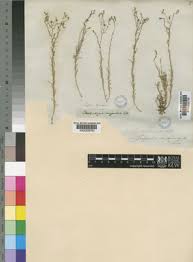 Image result for Wahlenbergia denticulata