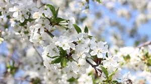 White flowers in late spring attract many pollinators. Sprigs Of Flowering Tree In Stock Footage Video 100 Royalty Free 1028718770 Shutterstock