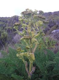 Image result for Afrosciadium