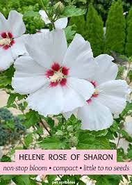 Helene Rose Of Sharon Rose Of Sharon Tree Rose Of Sharon Flower Pot Design