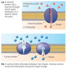 Facilitated Diffusion Passive Transport Aided By Proteins Chromoscience