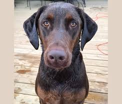 Embark Dog Dna Test Breed