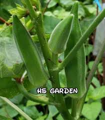 Sebenarnya, pokok bendi juga sesuai ditanam di dalam bekas atau pasu. Dwarf 25 Biji Bendi Jambak F1 Renek Seeds Okra Shopee Malaysia