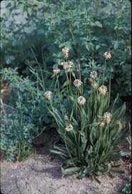 Image result for Cyathula lanceolata