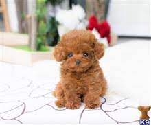 Tiny puppies are our passion. Maltipoo Puppies For Sale