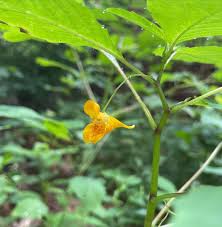 Image result for Impatiens zombensis