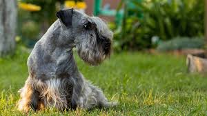 Image result for ČESKÝ TERIÉR