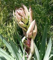 Image result for Beschorneria sp. (Biegel 5357)