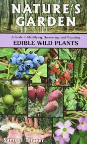 It grows practically everywhere in the world and its leaves are edible, but watch out when it flowers: Nature S Garden A Guide To Identifying Harvesting And Preparing Edible Wild Plants Thayer Samuel 9780976626619 Amazon Com Books