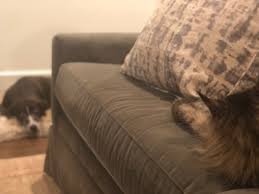 Joyce Alene On Twitter The Vance Dogs And Cats Have Officially Declared This One A Big Yawner