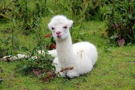 How much does an alpaca cost. Things To Understand Before Keeping Alpacas As Pets Howdy Pets