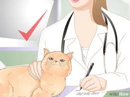 Feed senior cats a dry food that's 10% fat to 28% protein, or a wet food that's 4% fat, and 8% protein. How To Help Your Cat Lose Weight 14 Steps With Pictures
