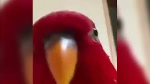 Maybe you would like to learn more about one of these? Red Bird Laughing Then Staring Know Your Meme
