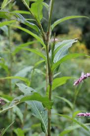 Image result for Persicaria lapathifolia